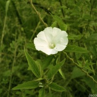 Distimake cissoides (Lam.) A.R.Simões & Staples